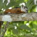 squirrel_variegated_tar_h_0809_cos1142.jpg